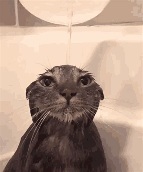 cat bathtub gif|cat showering gif.